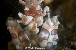 Harliquin shrimp face by Todd Moseley 